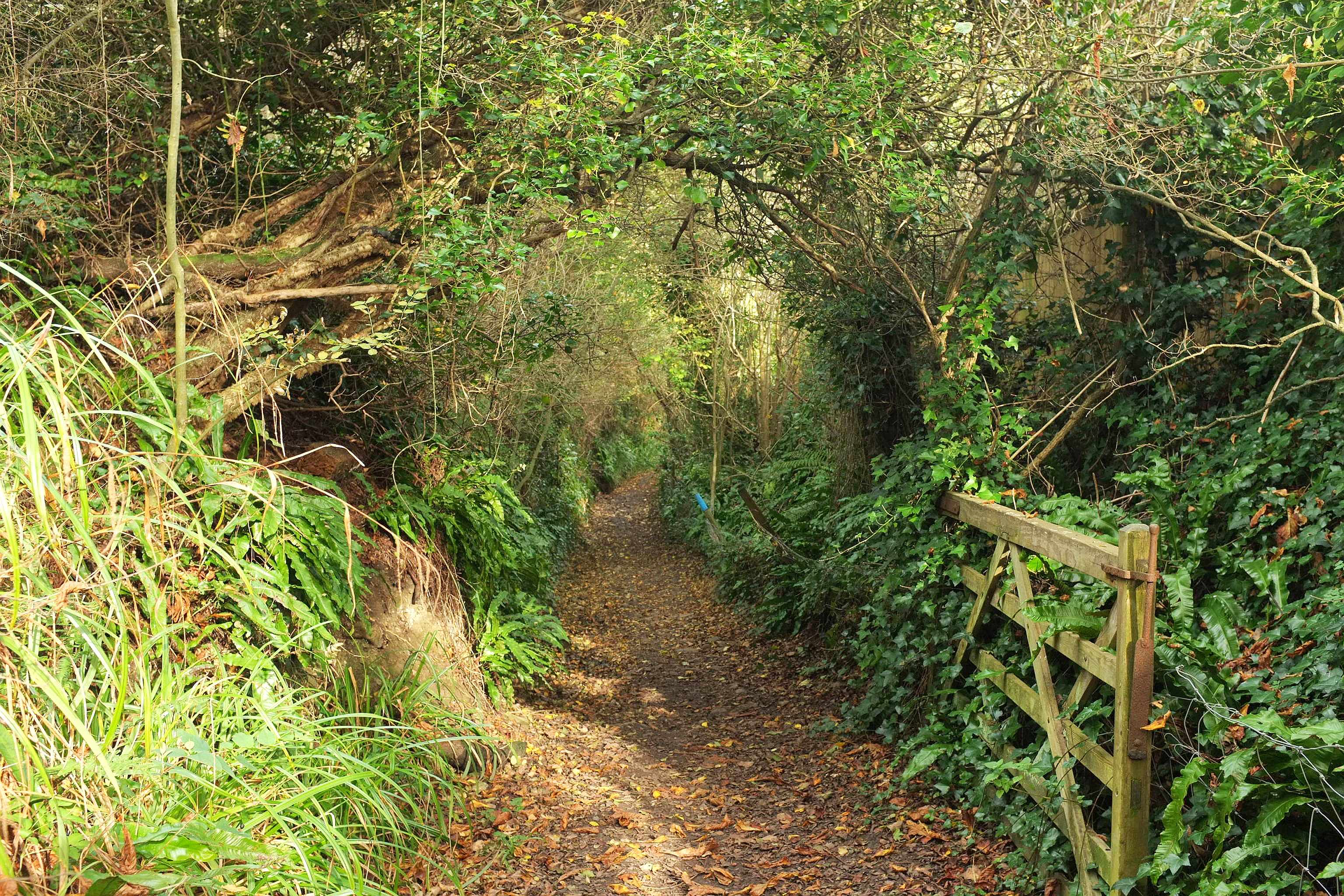 Bothenhampton