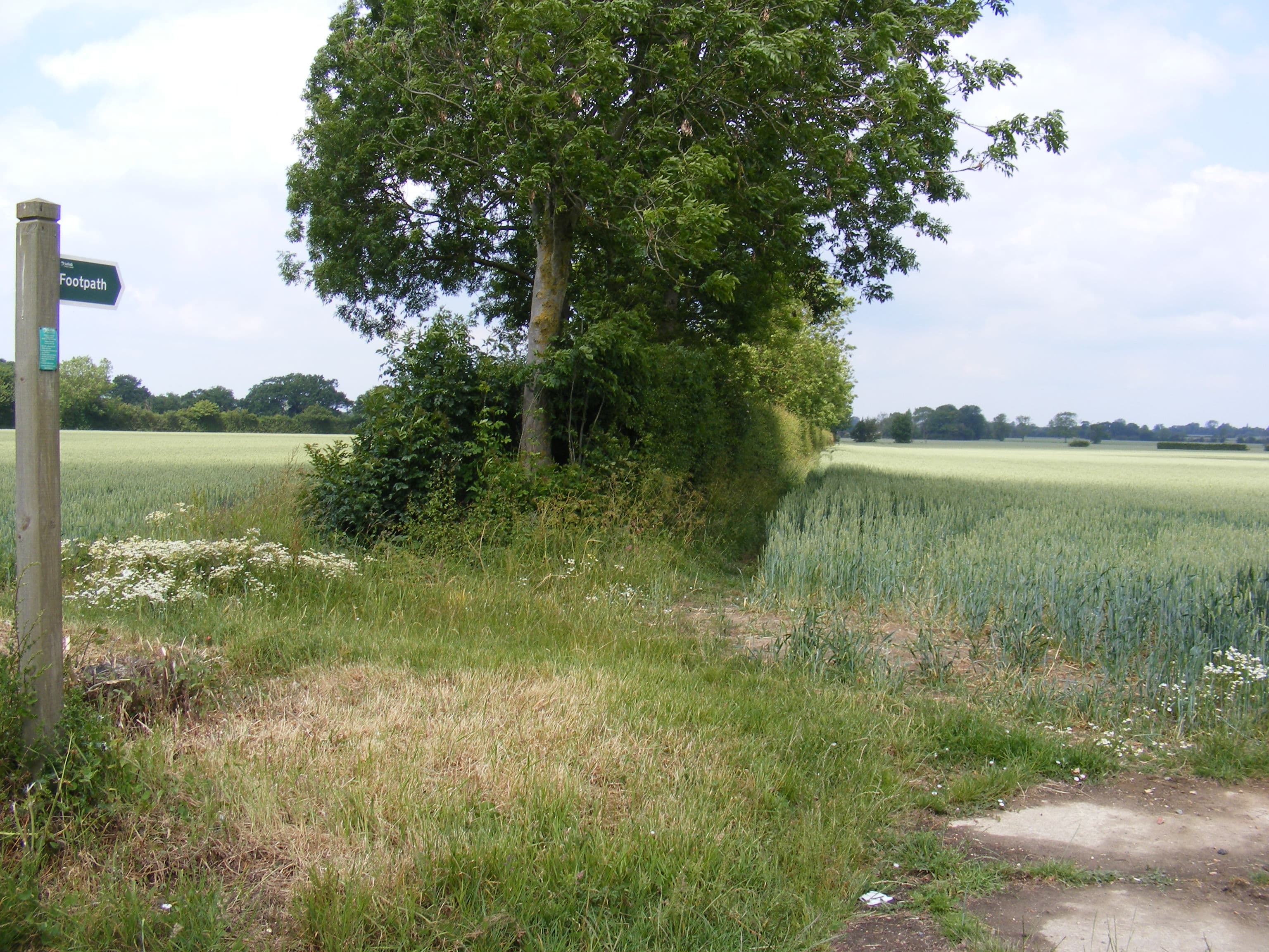 Bedfield