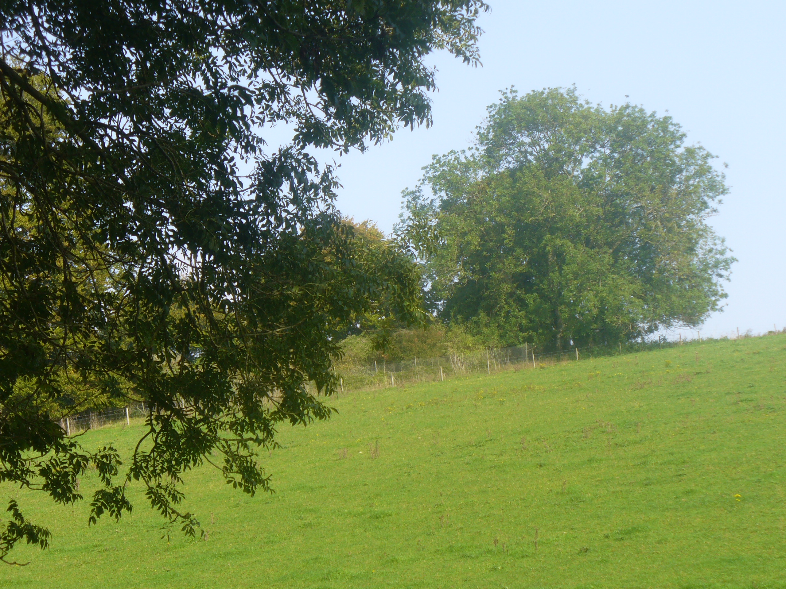Halnaker